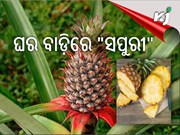 କିପରି ଘରେ ଲଗାଇବେ ସପୁରୀ ଗଛ .....