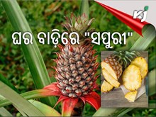 କିପରି ଘରେ ଲଗାଇବେ ସପୁରୀ ଗଛ ..... କିପରି ଘରେ ଲଗାଇବେ ସପୁରୀ ଗଛ .....