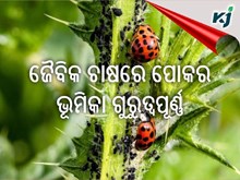 Organic Farming:ଜୈବିକ ଚାଷରେ ପୋକର ଆକ୍ରମଣ ହୋଇଥାଏ ଲାଭଦାୟକ! Organic Farming:ଜୈବିକ ଚାଷରେ ପୋକର ଆକ୍ରମଣ ହୋଇଥାଏ ଲାଭଦାୟକ!