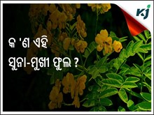 ସୁନାମୁଖୀ ଏକ ମହତ୍ଵପୂର୍ଣ୍ଣ ଔଷଧୀୟ ଉଦ୍ଭିଦ ସୁନାମୁଖୀ ଏକ ମହତ୍ଵପୂର୍ଣ୍ଣ ଔଷଧୀୟ ଉଦ୍ଭିଦ