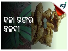 କଳା ହଳଦୀ ର ଔଷଧୀୟ ଗୁଣ .....