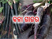 ସ୍ୱାସ୍ଥ୍ୟ କୁ ସୁସ୍ଥ ରଖିବ କଳା ଗାଜର