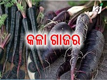 ସ୍ୱାସ୍ଥ୍ୟ କୁ ସୁସ୍ଥ ରଖିବ କଳା ଗାଜର
