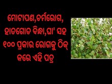 ଗୋଟିଏ ପତ୍ର,ଦୂର କରେ ୧୦୦ ପ୍ରକାର ରୋଗ...