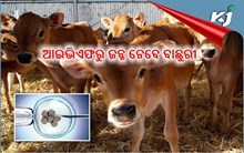 ପଶୁପାଳକଙ୍କ ପାଇଁ ଖୁସି ଖବର, ଏବେ ଆଇଭିଏଫରୁ ଉନ୍ନତମାନର ଜନ୍ମ ନେବେ ବାଛୁରୀ । ପଢନ୍ତୁ ସମ୍ପୂର୍ଣ୍ଣ ଖବର.... ପଶୁପାଳକଙ୍କ ପାଇଁ ଖୁସି ଖବର, ଏବେ ଆଇଭିଏଫରୁ ଉନ୍ନତମାନର ଜନ୍ମ ନେବେ ବାଛୁରୀ । ପଢନ୍ତୁ ସମ୍ପୂର୍ଣ୍ଣ ଖବର....