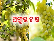 କିପରି କରିବେ ଅଙ୍ଗୁର ଚାଷ......?