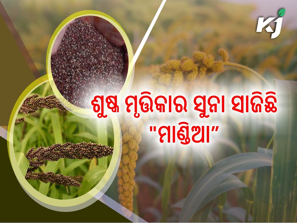 Mandia farming in odisha