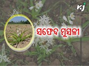 ସଫେଦ ମୁସଲି ଏକ ଅର୍ଥକାରୀ ଔଷଧୀୟ ଫସଲ