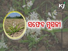 ସଫେଦ ମୁସଲି ଏକ ଅର୍ଥକାରୀ ଔଷଧୀୟ ଫସଲ ସଫେଦ ମୁସଲି ଏକ ଅର୍ଥକାରୀ ଔଷଧୀୟ ଫସଲ