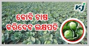ଏହି ପ୍ରଣାଳୀରେ କୋବି ଚାଷ କଲେ ହୋଇଯିବେ ଲକ୍ଷପତି....ଜାଣନ୍ତୁ ସଠିକ୍ ପ୍ରଣାଳୀ