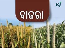 ପୋଷାକ ତତ୍ତ୍ୱ ରେ ଭରପୁର "ବାଜରା" ପୋଷାକ ତତ୍ତ୍ୱ ରେ ଭରପୁର "ବାଜରା"