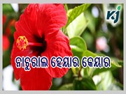 ନାଚୁରାଲ ଉପାୟରେ କରନ୍ତୁ ହେୟାର କେୟାର