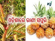 ଓଡ଼ିଶାରେ ଆସାମ ରାଣୀ ସପୁରି ଚାଷ ଓଡ଼ିଶାରେ ଆସାମ ରାଣୀ ସପୁରି ଚାଷ