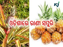 ଓଡ଼ିଶାରେ ଆସାମ ରାଣୀ ସପୁରି ଚାଷ ଓଡ଼ିଶାରେ ଆସାମ ରାଣୀ ସପୁରି ଚାଷ