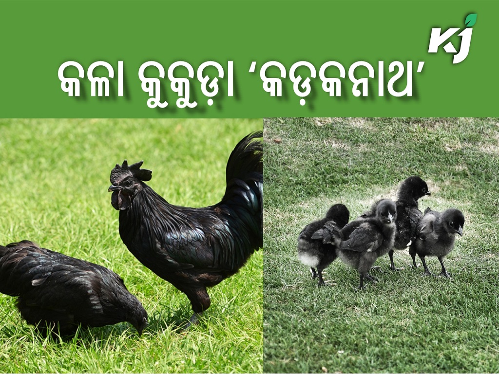Black hen kadaknath now in odisha
