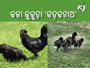 ‘କଡ଼କନାଥ’ ଚାଷ କରି ରୋଜଗାର କରନ୍ତୁ ଲକ୍ଷାଧିକ ଟଙ୍କା.....