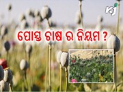 କାହିଁକି ବିନା ଅନୁମତିରେ ପୋସ୍ତ ଚାଷ କରିବା ମନା ? ଆସନ୍ତୁ ଜାଣିବା  