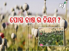 କାହିଁକି ବିନା ଅନୁମତିରେ ପୋସ୍ତ ଚାଷ କରିବା ମନା ? ଆସନ୍ତୁ ଜାଣିବା   କାହିଁକି ବିନା ଅନୁମତିରେ ପୋସ୍ତ ଚାଷ କରିବା ମନା ? ଆସନ୍ତୁ ଜାଣିବା