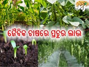 ଜୈବିକ ପଦ୍ଧତିରେ ଚାଷ ବିଷୟରେ ଜାଣିଛନ୍ତି କି ? ଆୟ କରିବେ ଲକ୍ଷ ଲକ୍ଷ ଟଙ୍କା...