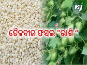 ଅଳ୍ପ ମୂଲ୍ୟ ରେ ଅଧିକ ଲାଭ ଦେବ ରାଶି, ଜାଣନ୍ତୁ କିପରି କରିବେ ଚାଷ  ?  