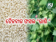 ଅଳ୍ପ ମୂଲ୍ୟ ରେ ଅଧିକ ଲାଭ ଦେବ ରାଶି, ଜାଣନ୍ତୁ କିପରି କରିବେ ଚାଷ  ?   ଅଳ୍ପ ମୂଲ୍ୟ ରେ ଅଧିକ ଲାଭ ଦେବ ରାଶି, ଜାଣନ୍ତୁ କିପରି କରିବେ ଚାଷ  ?