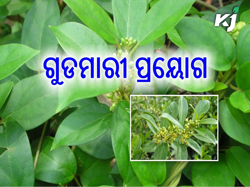 To know gudamari medicated tree farming and benefits