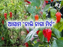 ଭାରତରେ ବଢୁଥିବା ଅନ୍ୟତମ ଲଙ୍କା ର ନା "ନାଲି ନାଗା ମିର୍ଚ" ଭାରତରେ ବଢୁଥିବା ଅନ୍ୟତମ ଲଙ୍କା ର ନା "ନାଲି ନାଗା ମିର୍ଚ"