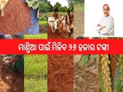 ମାଣ୍ତିଆ ପାଇଁ ମିଳିବ ୨୬ ହଜାର ଟଙ୍କା