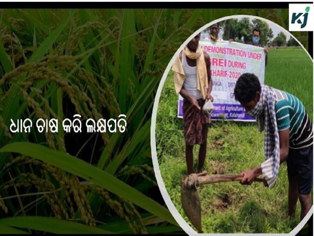 odisha farmer got huge income by cultivaing paddy under BGREI programme