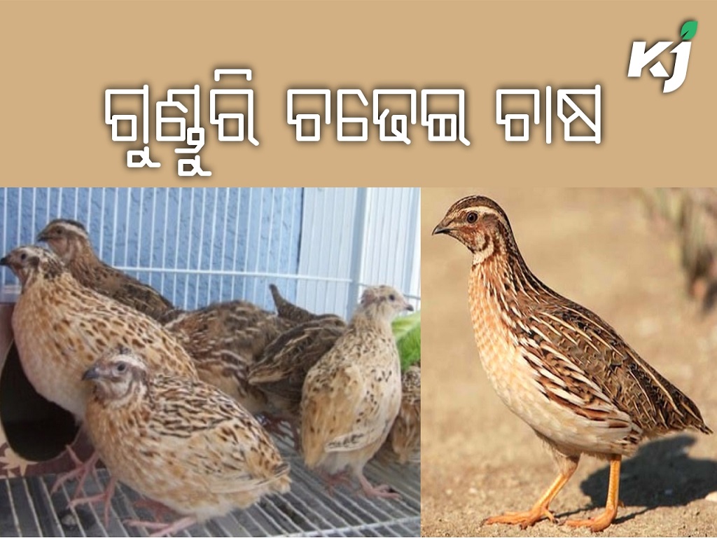 Farming of quail bird