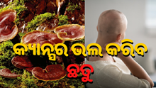 କ୍ୟାନସର ଭଳି ବଡ଼ ରୋଗକୁ ଭଲ କରିଦେବ ଛତୁ !