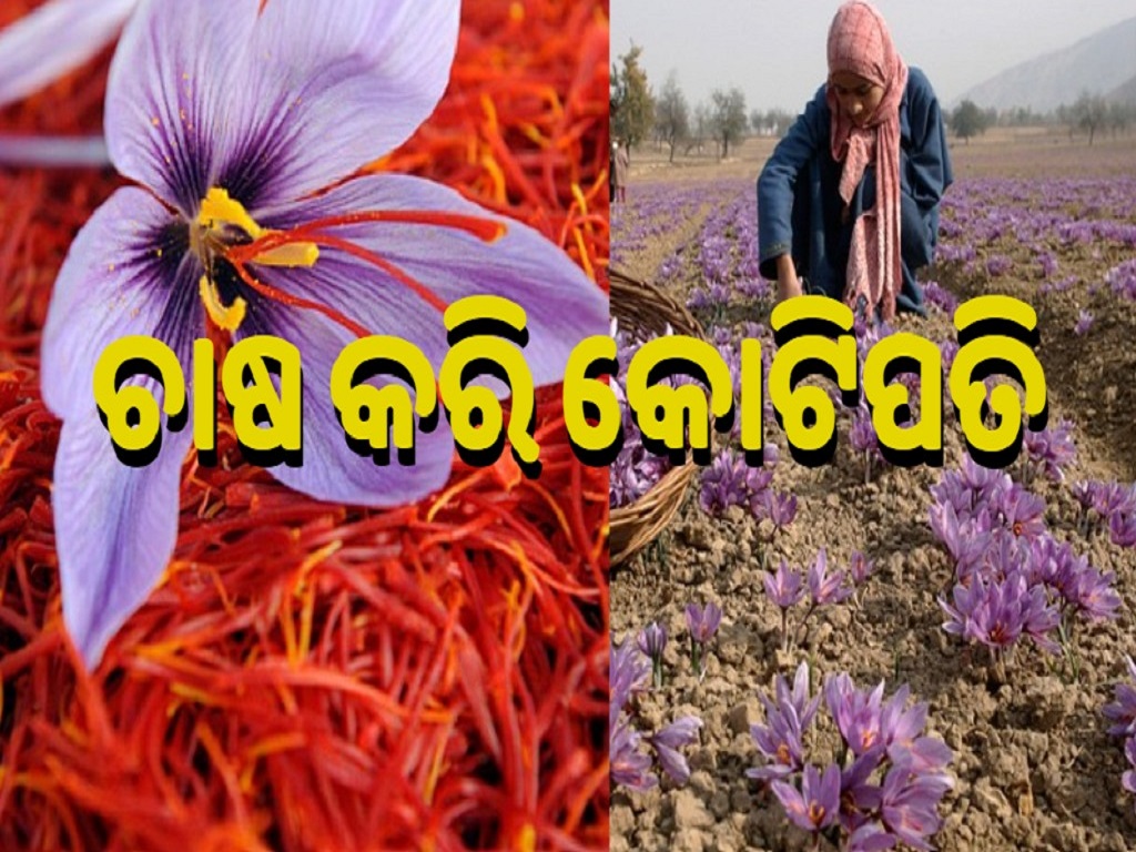 Tips on Saffron cultivation in Odisha