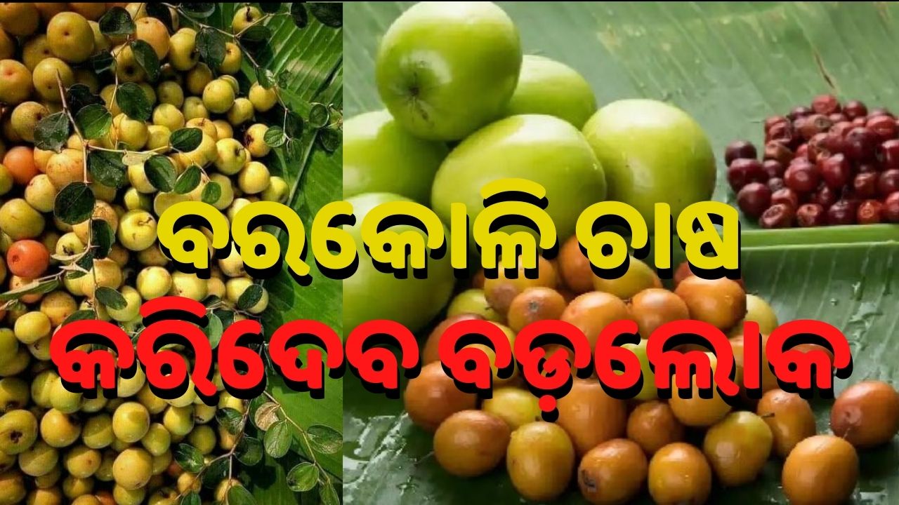 Cultivation and Benefits of Jujube Fruits