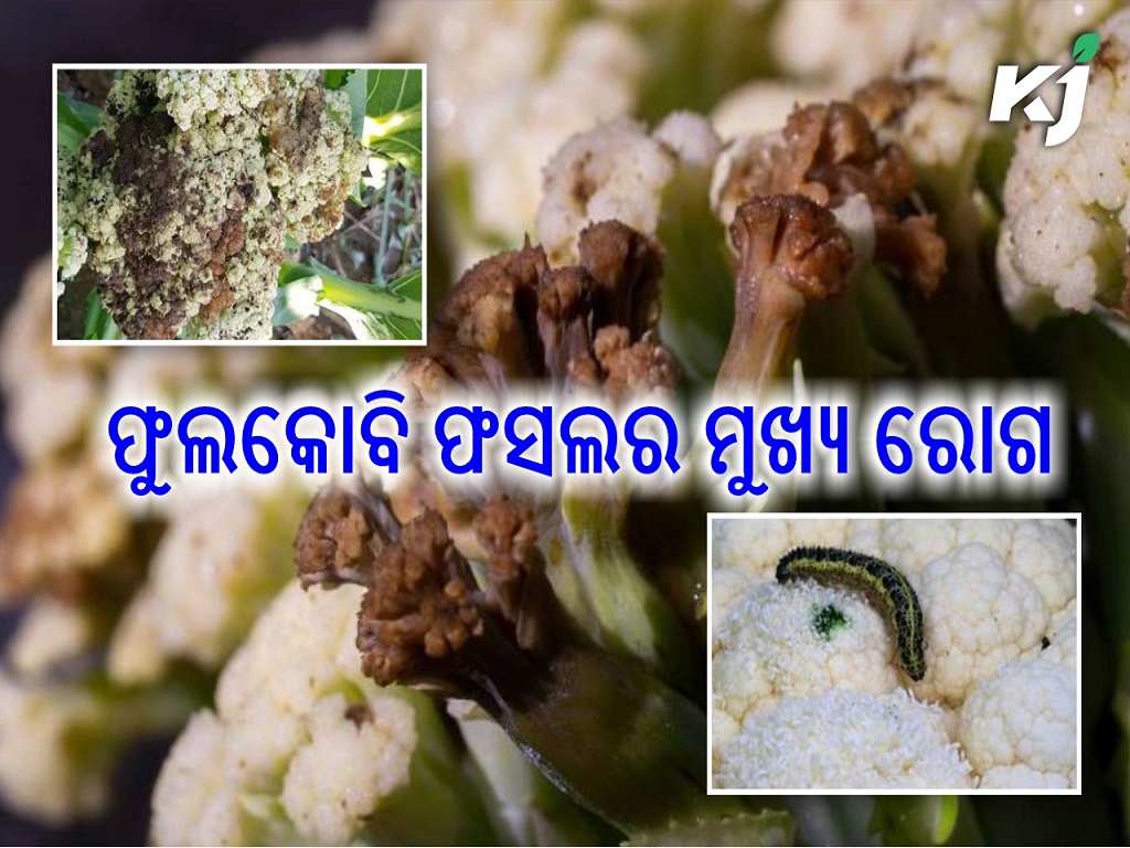 Dramatic loss in Cauliflower due to some major pest and disease