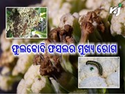 ଫୁଲକୋବି ଚାଷ କରିବ ମାଲାମାଲ....