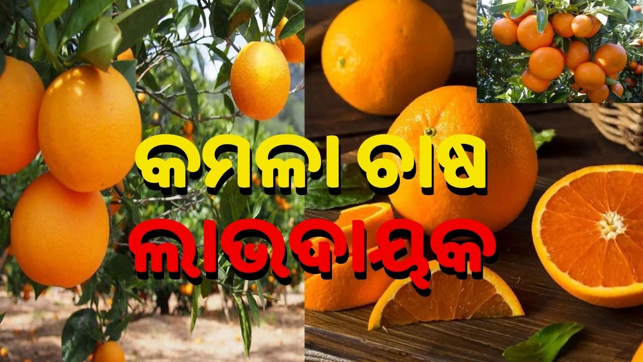 Orange Farming: Planting, Growing, Harvesting and Benefits