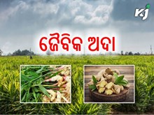 ଏବେ ଡିମାଣ୍ତରେ ଏହି ଜୈବିକ ଅଦା.... ଏବେ ଡିମାଣ୍ତରେ ଏହି ଜୈବିକ ଅଦା....