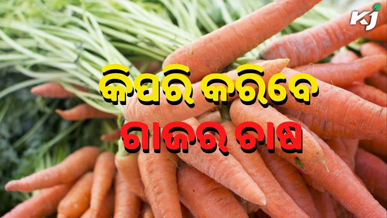 Carrot Farming Business Plan and Profit