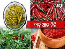 ଛୋଟ ଲଙ୍କା ଚାଷ: ଥରେ ଲଗାନ୍ତୁ , 4-5 ବର୍ଷ ପାଇଁ ଅମଳ କରନ୍ତୁ   ଛୋଟ ଲଙ୍କା ଚାଷ: ଥରେ ଲଗାନ୍ତୁ , 4-5 ବର୍ଷ ପାଇଁ ଅମଳ କରନ୍ତୁ