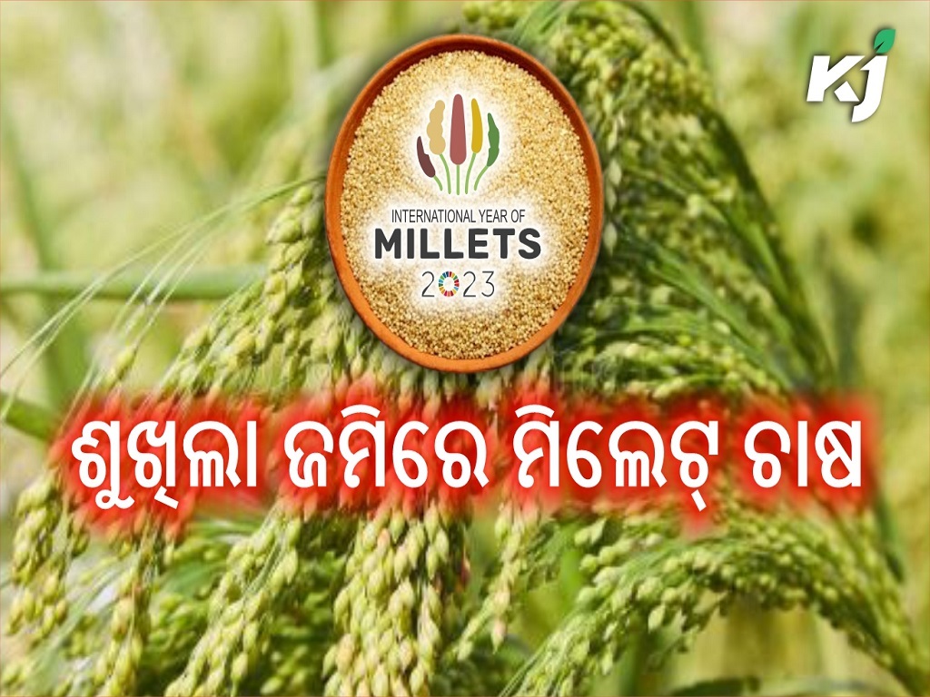 Little millet: a crop susceptible to dryness and dehydration