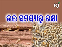 ଫସଲରେ ଲାଗୁଛନ୍ତି କି ଉଇ ?  ଆପଣାନ୍ତୁ ଏହି ପ୍ରତିକାର….. ଫସଲରେ ଲାଗୁଛନ୍ତି କି ଉଇ ?  ଆପଣାନ୍ତୁ ଏହି ପ୍ରତିକାର…..