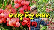 ଲିଚୁ ଚାଷ ଦୂର କରିଦେବ ବେରୋଜଗାରୀ....