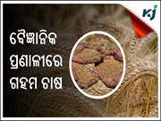 ଗହମର ଅଧିକ ଅମଳ ପାଇଁ ଏହାକୁ ବୈଜ୍ଞାନିକ ପ୍ରଣାଳୀରେ ବୁଣନ୍ତୁ