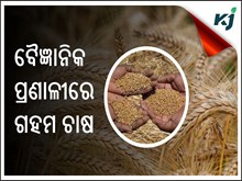 ଗହମର ଅଧିକ ଅମଳ ପାଇଁ ଏହାକୁ ବୈଜ୍ଞାନିକ ପ୍ରଣାଳୀରେ ବୁଣନ୍ତୁ ଗହମର ଅଧିକ ଅମଳ ପାଇଁ ଏହାକୁ ବୈଜ୍ଞାନିକ ପ୍ରଣାଳୀରେ ବୁଣନ୍ତୁ