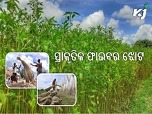 ବ୍ୟବସାୟିକ ଭିତ୍ତିରେ ଝୋଟ ଚାଷ, ଜାଣନ୍ତୁ ପ୍ରଣାଳୀ... ବ୍ୟବସାୟିକ ଭିତ୍ତିରେ ଝୋଟ ଚାଷ, ଜାଣନ୍ତୁ ପ୍ରଣାଳୀ...