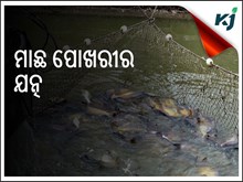 ୠତୁ ଅନୁଯାୟୀ କିପରି କରିବେ ମାଛ ପୋଖରୀର ଯତ୍ନ  ? ପଢନ୍ତୁ ପୁରା ଖବର ...... ୠତୁ ଅନୁଯାୟୀ କିପରି କରିବେ ମାଛ ପୋଖରୀର ଯତ୍ନ  ? ପଢନ୍ତୁ ପୁରା ଖବର ......