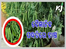 ମଟର ର ପ୍ରାରମ୍ଭିକ ଫସଲ ମାତ୍ର 50 ଦିନ ମଧ୍ୟରେ ପ୍ରସ୍ତୁତ, ଆପଣଙ୍କୁ ଦେବ ଲାଭ ମଟର ର ପ୍ରାରମ୍ଭିକ ଫସଲ ମାତ୍ର 50 ଦିନ ମଧ୍ୟରେ ପ୍ରସ୍ତୁତ, ଆପଣଙ୍କୁ ଦେବ ଲାଭ