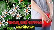 ପାଇଲ୍ସ ଭଲ କରିଦେବ ଗଙ୍ଗଶିଉଳି...