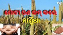 ମୋଟାପଣ ଦୂର କରିବ ମାଣ୍ଡିଆ...