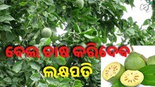 ଜାଣନ୍ତୁ ବେଲ ଚାଷ କରି କିପରି ହୋଇପାରିବେ ଧନୀ.... ଜାଣନ୍ତୁ ବେଲ ଚାଷ କରି କିପରି ହୋଇପାରିବେ ଧନୀ....